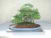 bonsai8.jpg